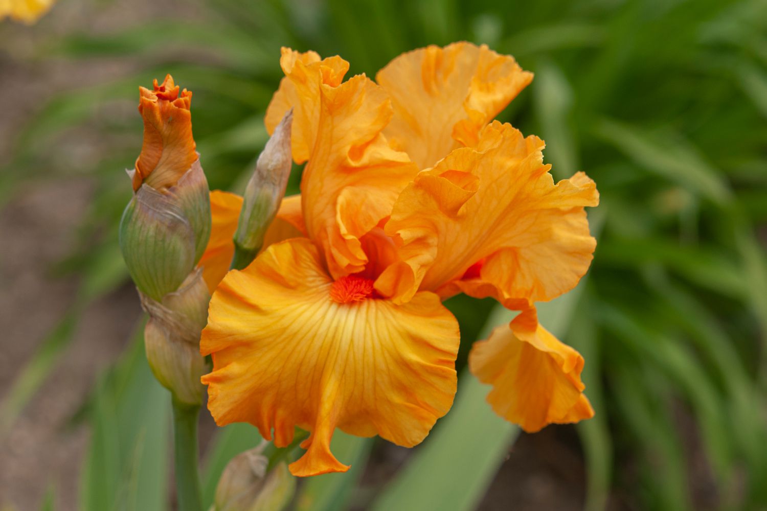 Iris-Pflanze mit hellorangen gekräuselten Blütenblättern und Knospe in Nahaufnahme