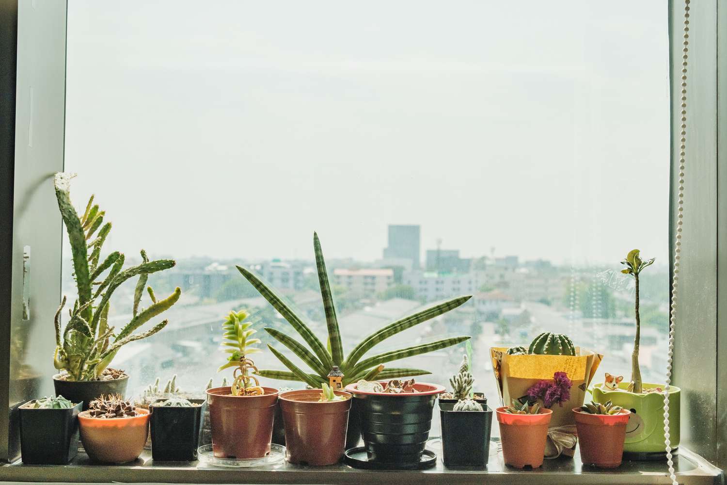 Pflanzen auf einer Fensterbank