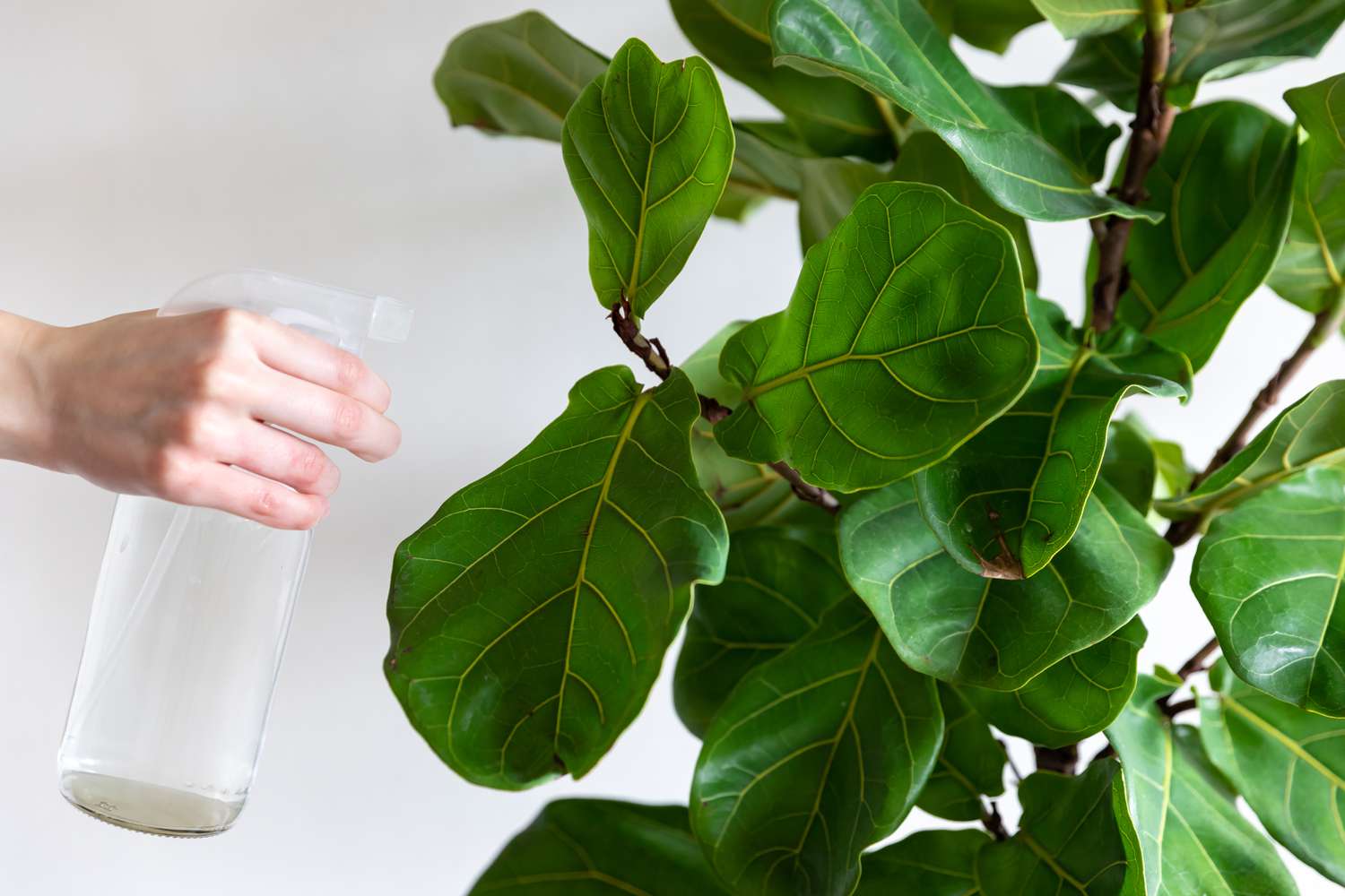person spraying a fiddle leaf fig with soapy water