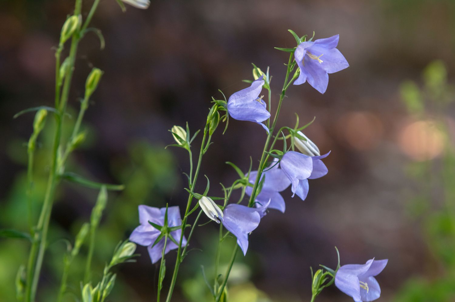 Hellviolettes Hasenglöckchen mit glockenförmigen Blüten und Knospen an dünnen Stielen