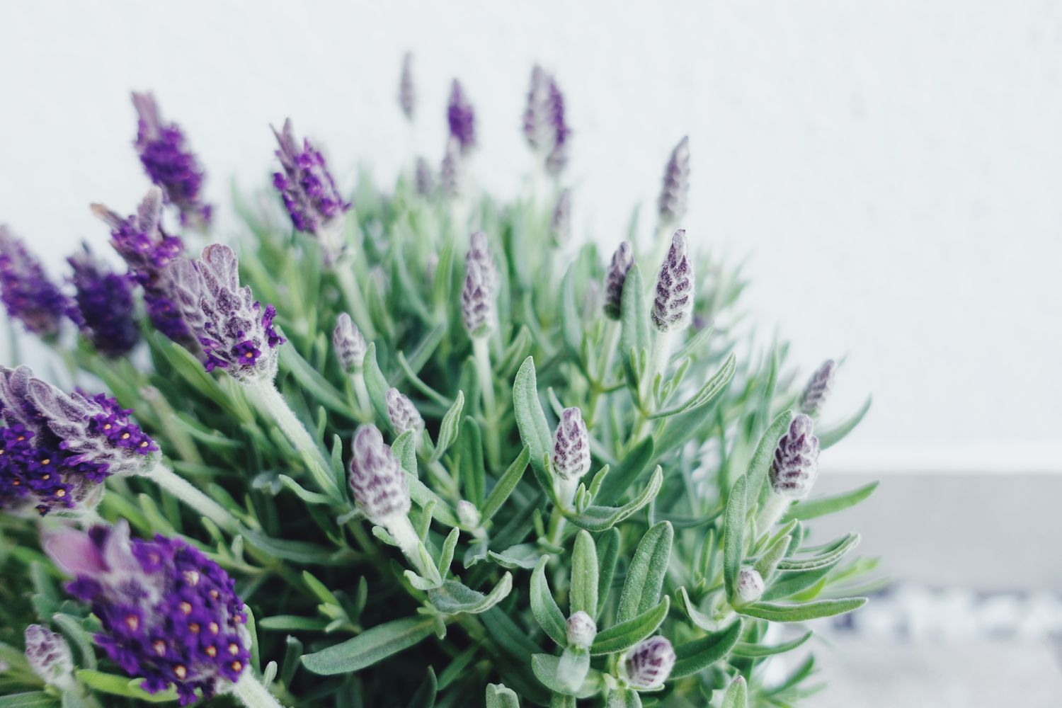 Primer plano de lavanda floreciendo en maceta contra pared blanca