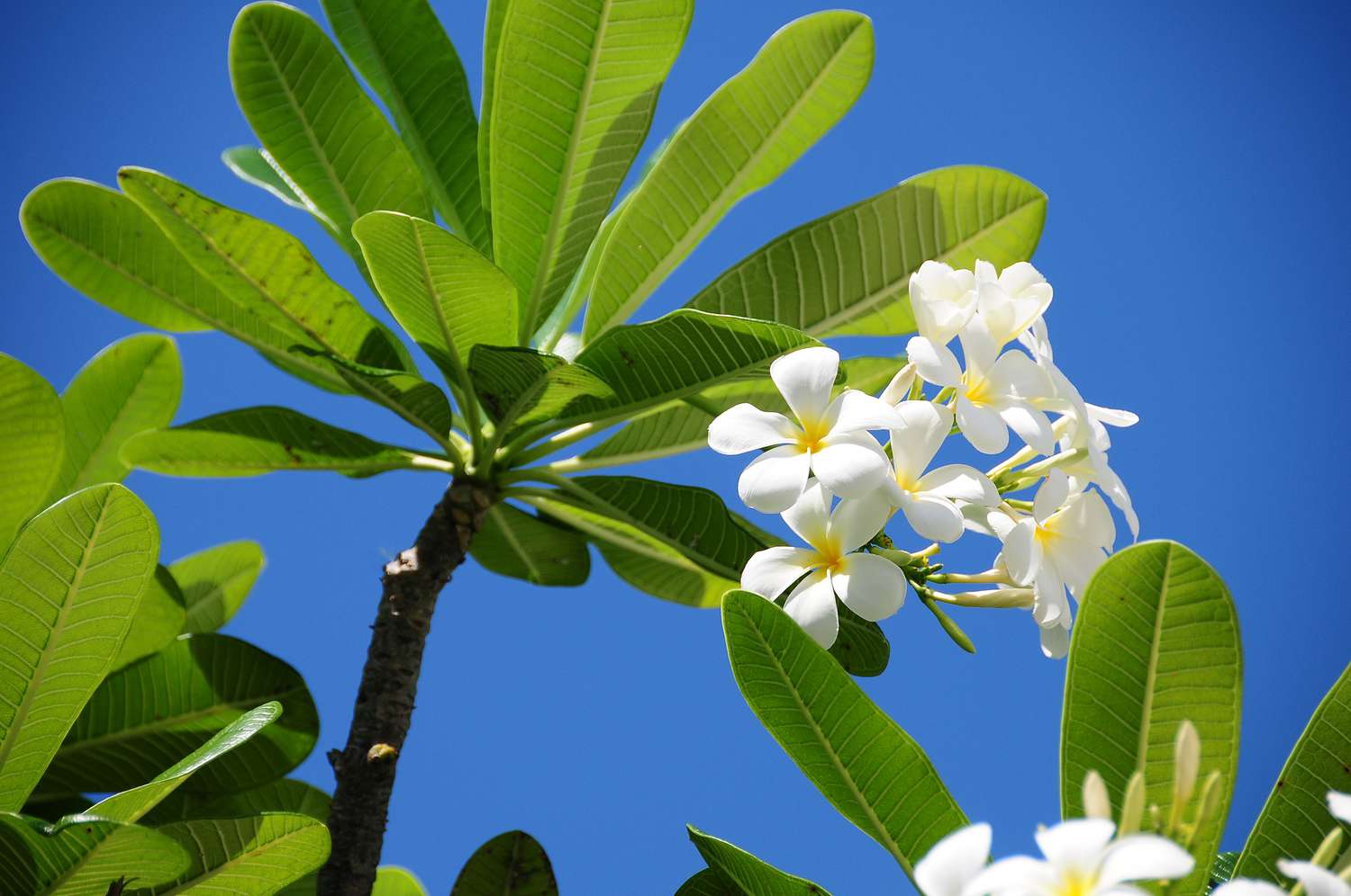 Plumeria plant with small white flowers under oblong leaves