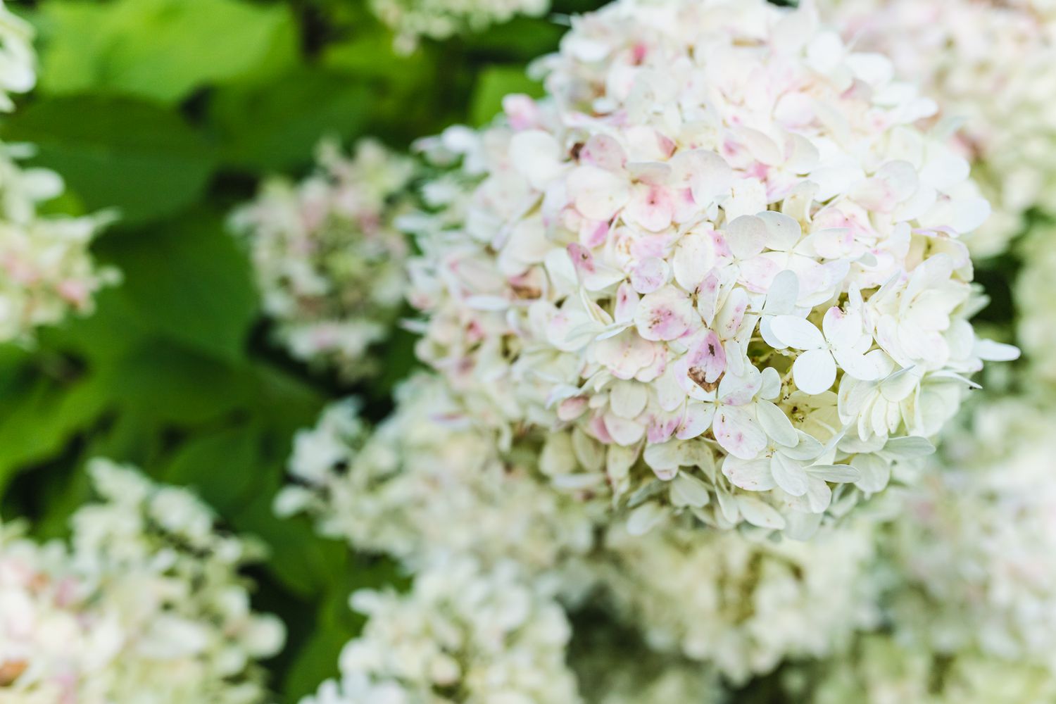 hydrangea