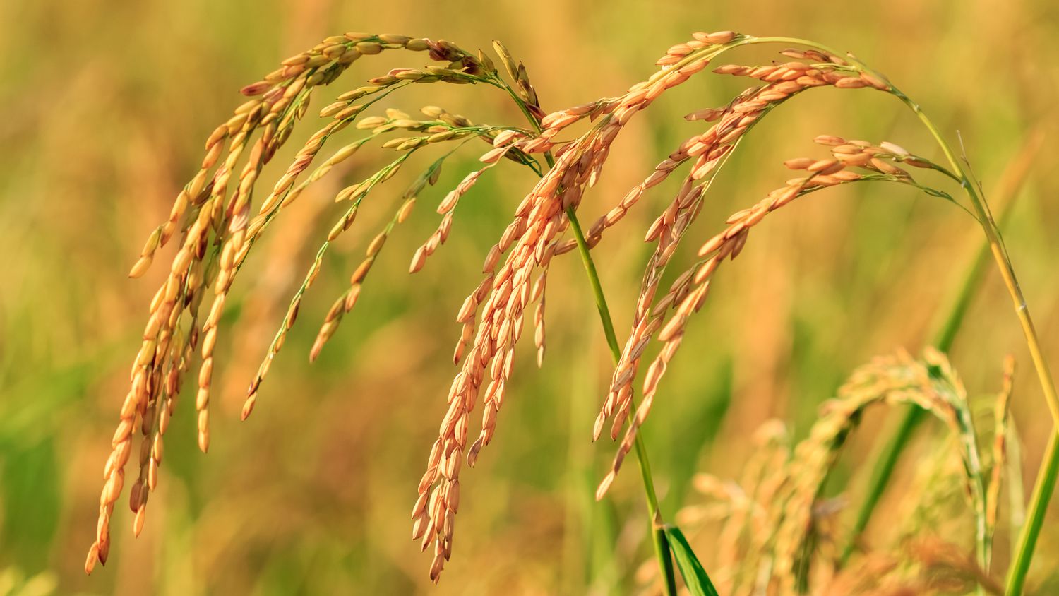 Paddy-Reispflanze vor der Ernte