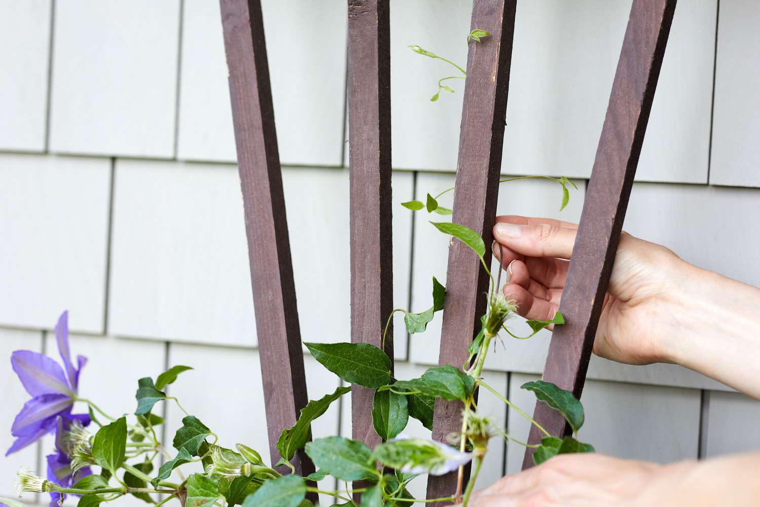 Clematis vine being trained and twisted around wooden trellis