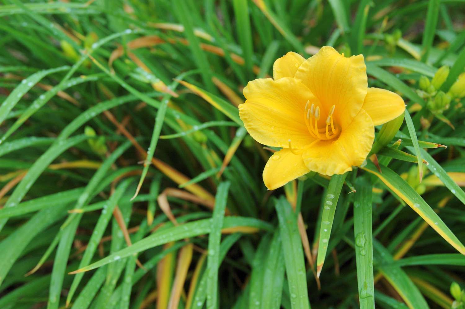 Stella D'Oro Daylilly in Blüte