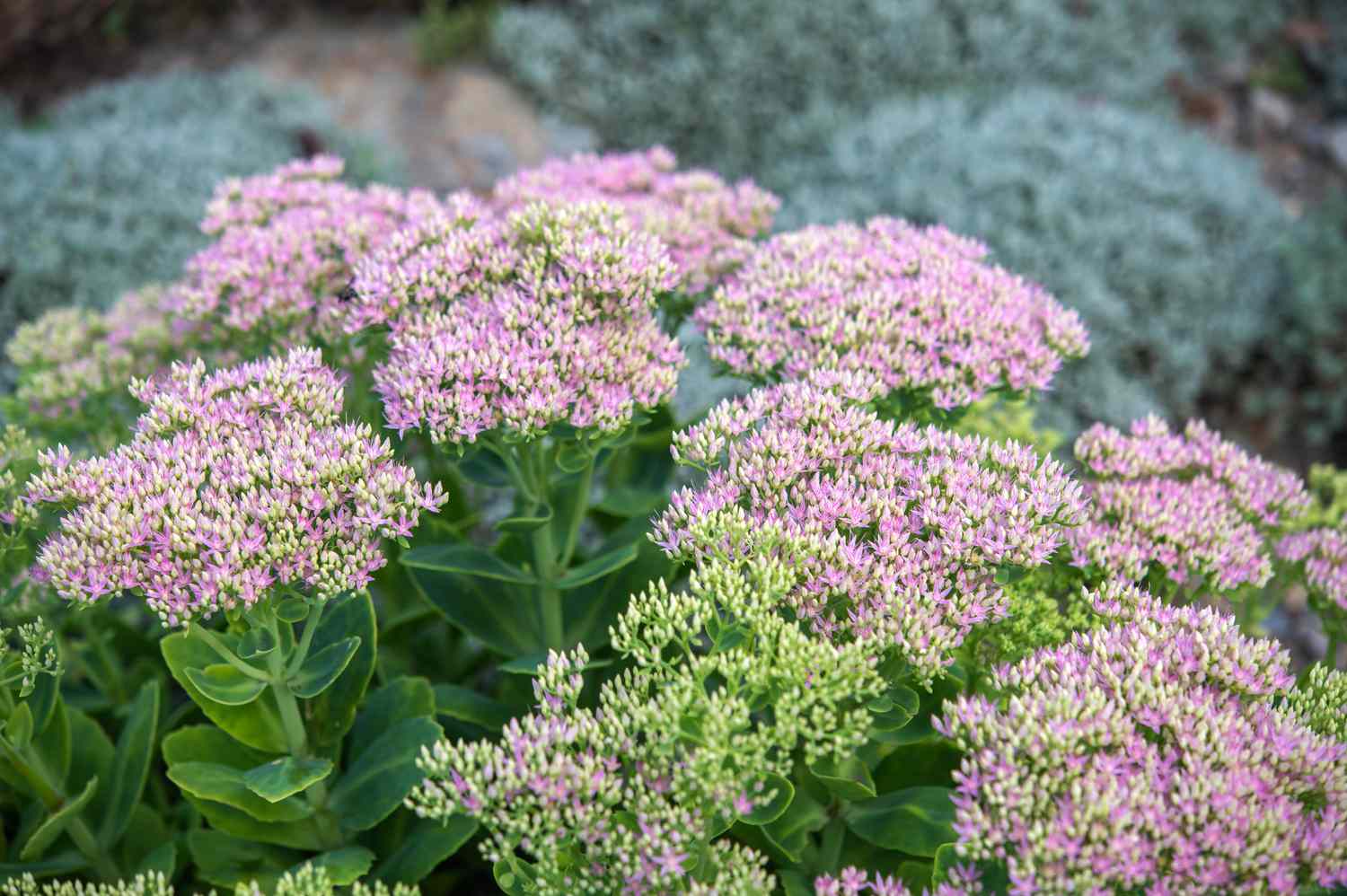 Sukkulente Sedum mit rosa sternförmigen Blüten und Knospen