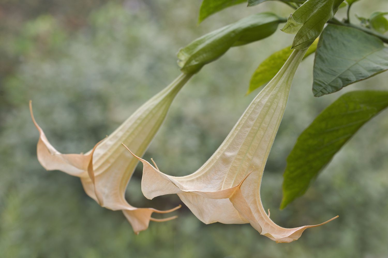 'Brugmansia arborea' mit zwei cremefarbenen trompetenförmigen Blüten hängend
