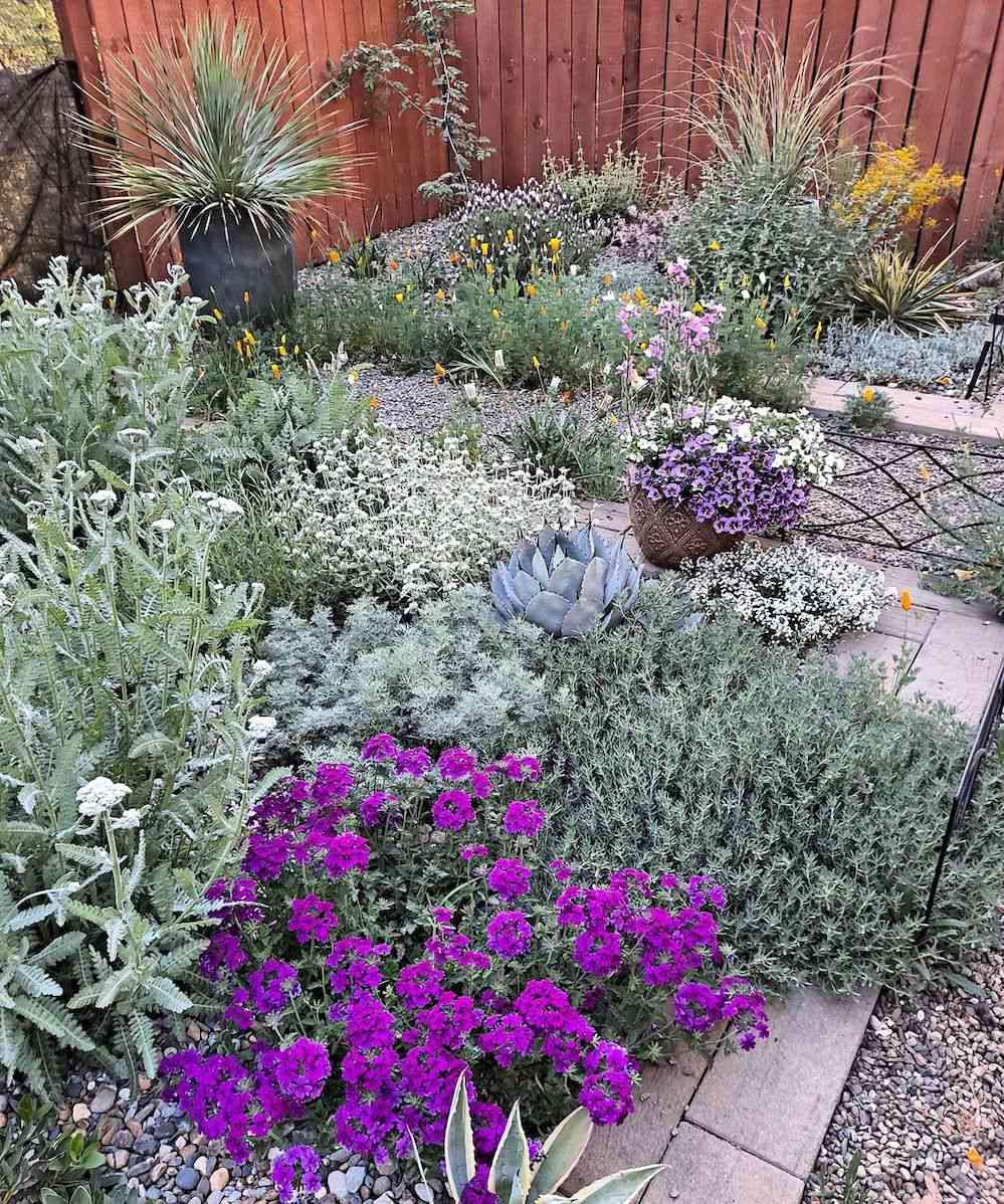 Jardim colorido no deserto com flores plantadas juntas, folhagem verde cinza e flores roxas