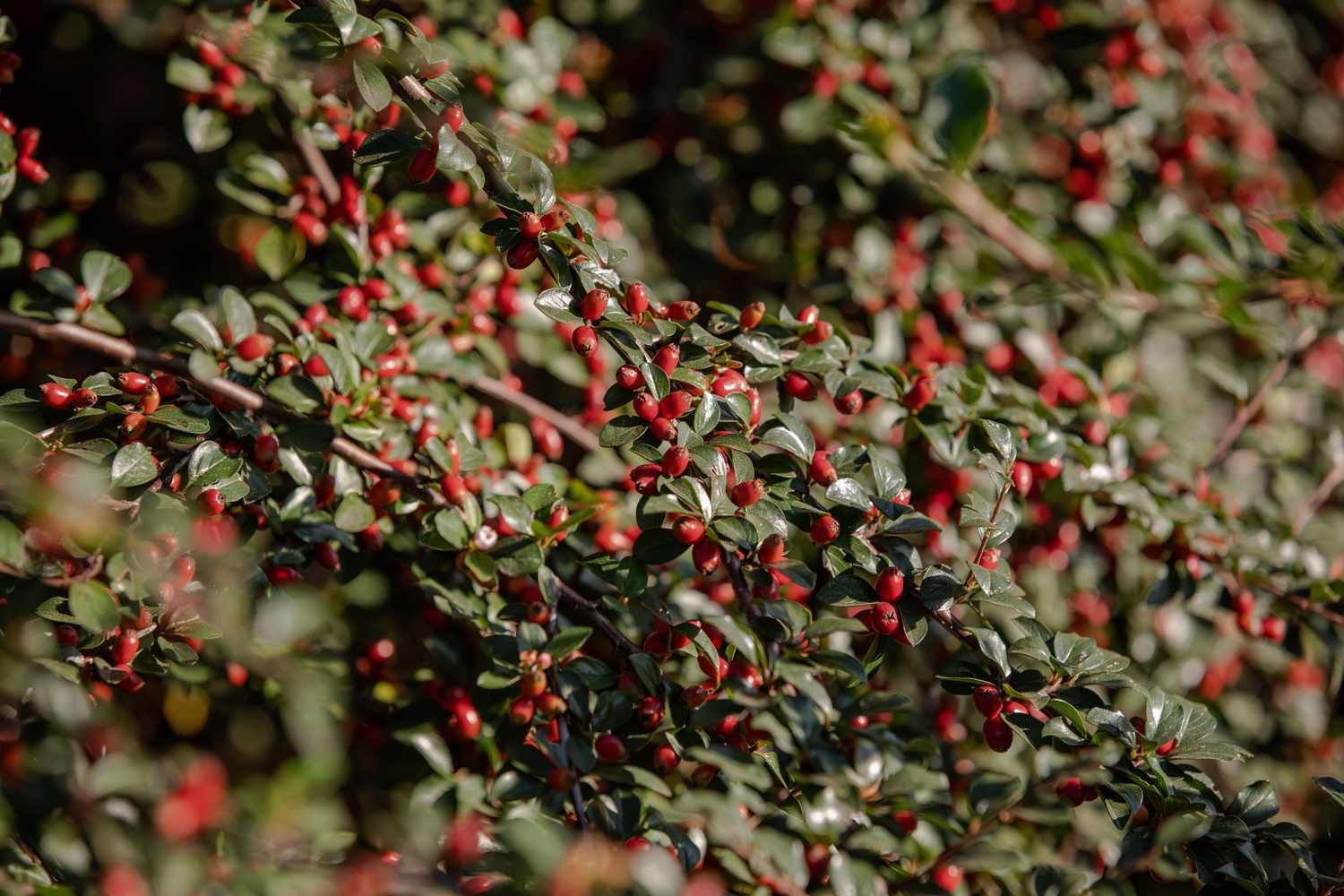 Tallos de Cotoneaster con pequeñas hojas redondas y brillantes bayas rojas