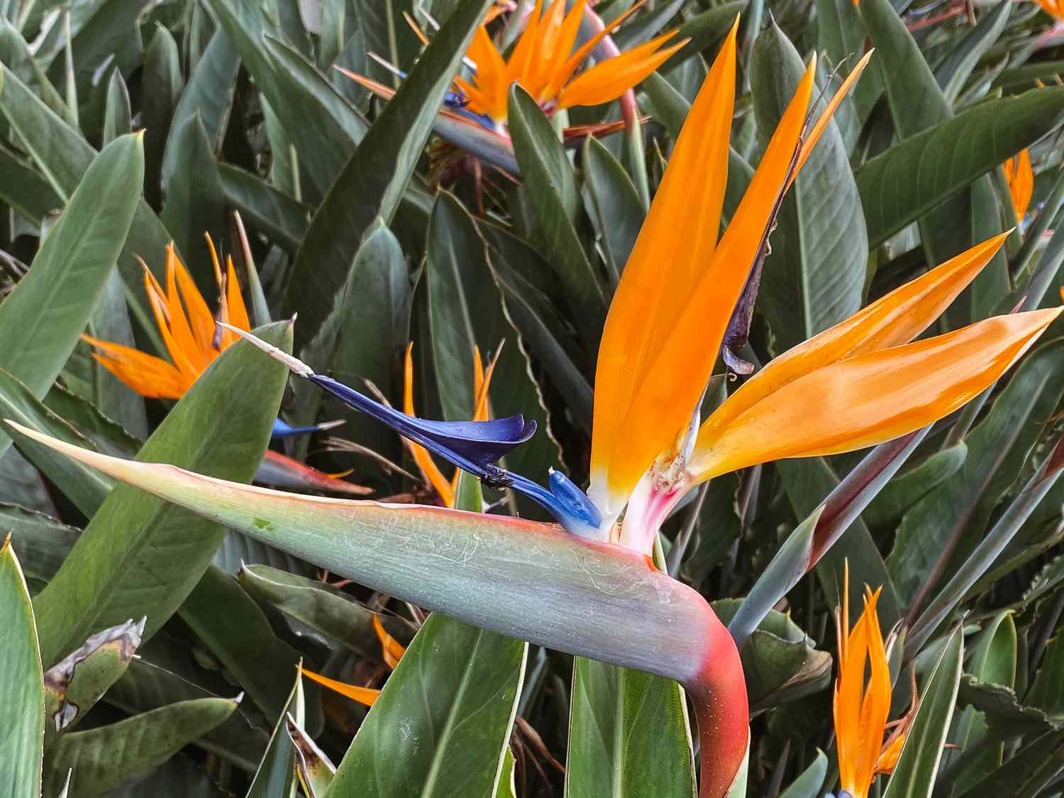 Oiseau de paradis : Guide de culture et de soin des plantes