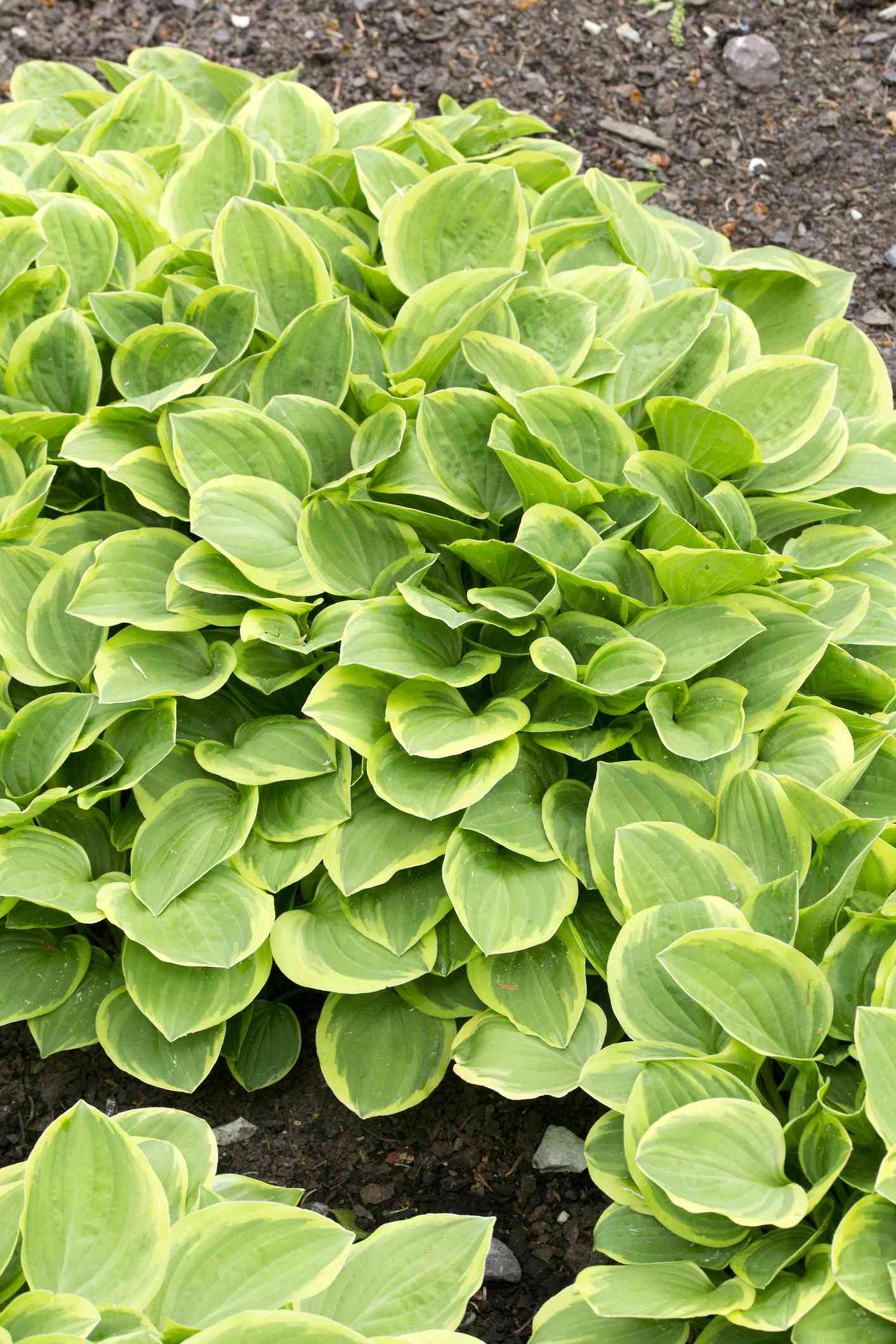 'Golden Tiara' hosta with green-and-yellow leaves