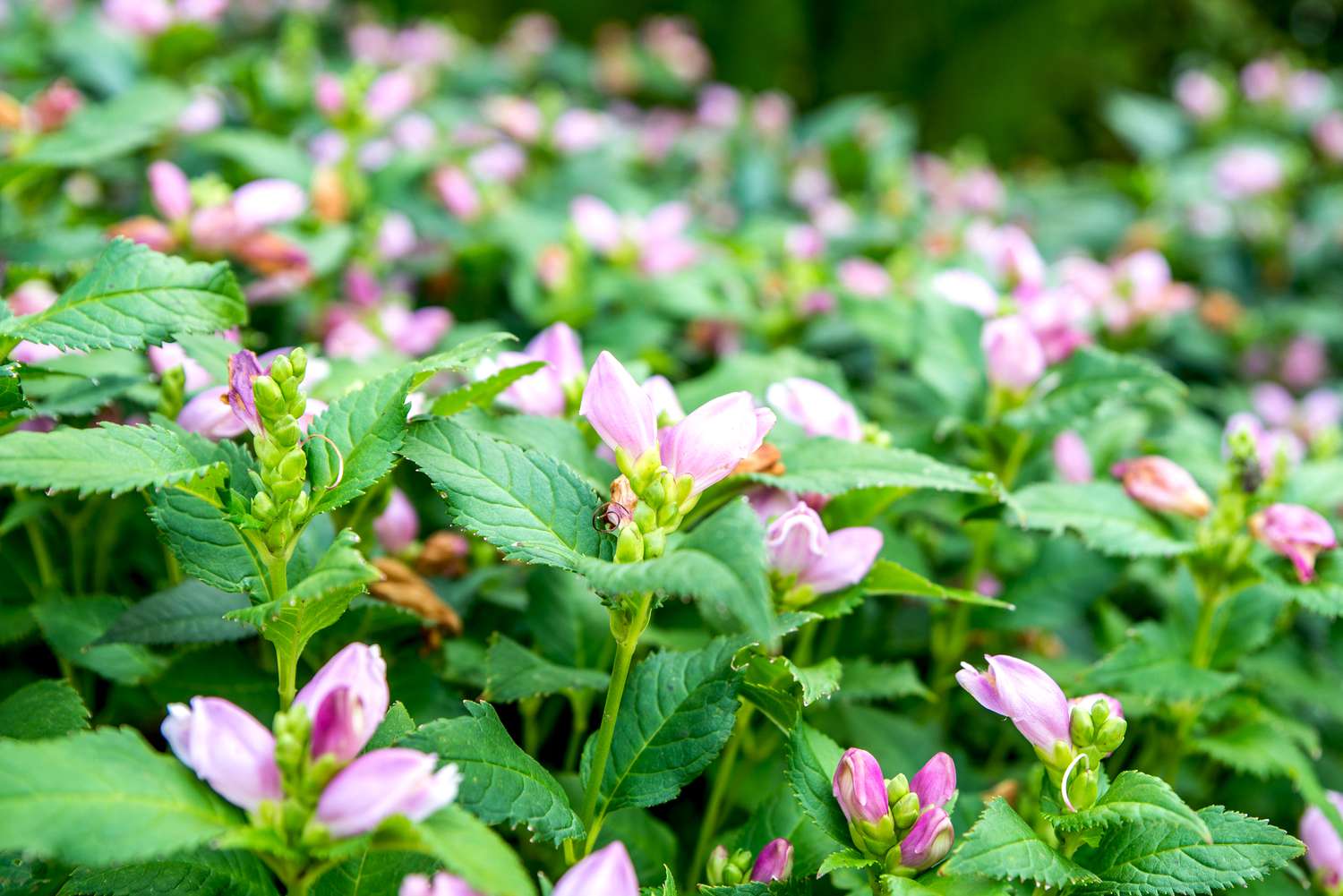 flores de quelón