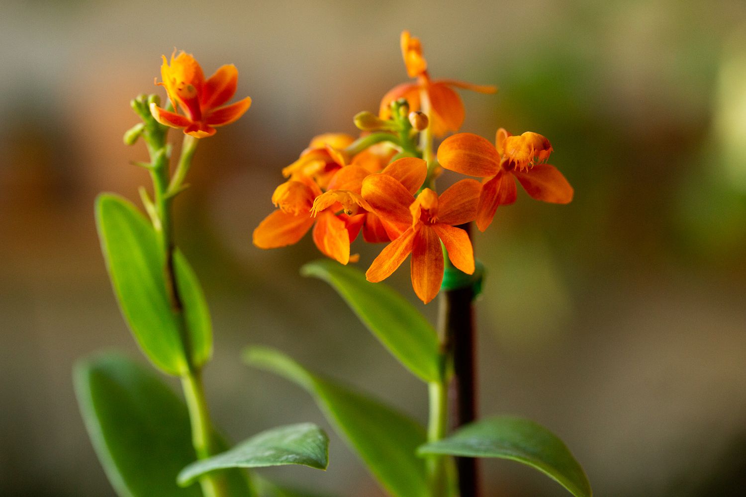 Epidendrum orchid with small orange flowers closeup