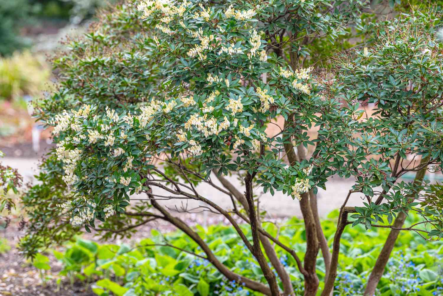 Arbusto de pieris japonês crescendo como árvore de múltiplos troncos com pequenas flores e folhas brancas