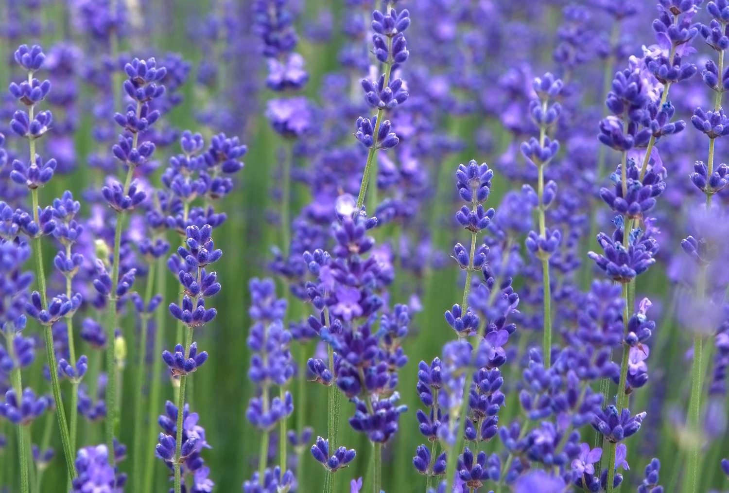 10 ideas de arbustos con flores azules y lavanda