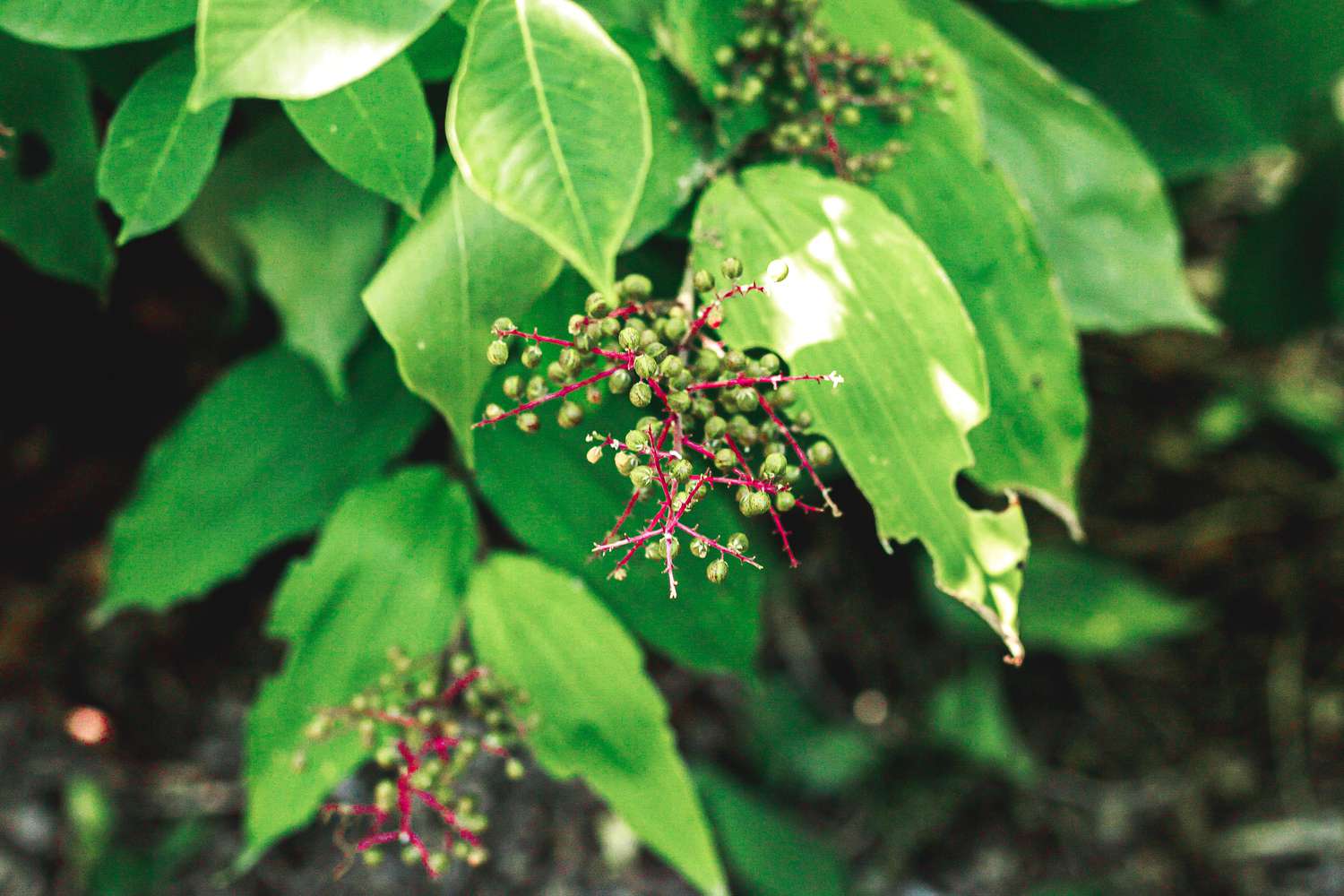 poison sumac berries