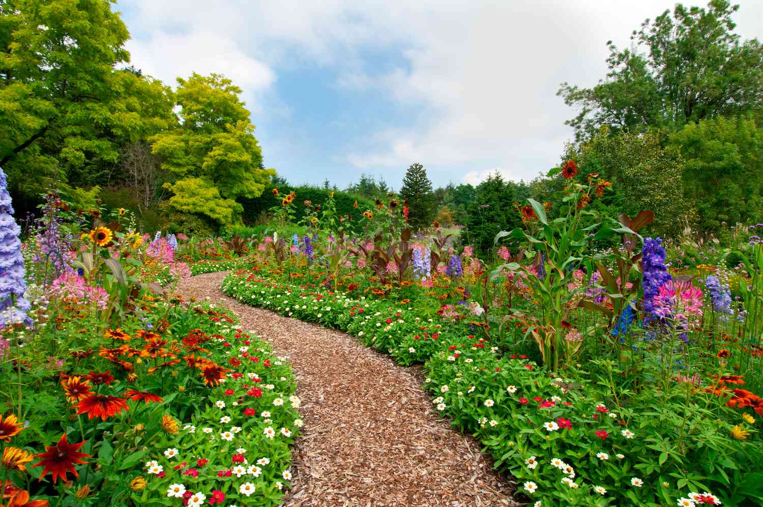 Sendero a través de un exuberante jardín de flores de verano