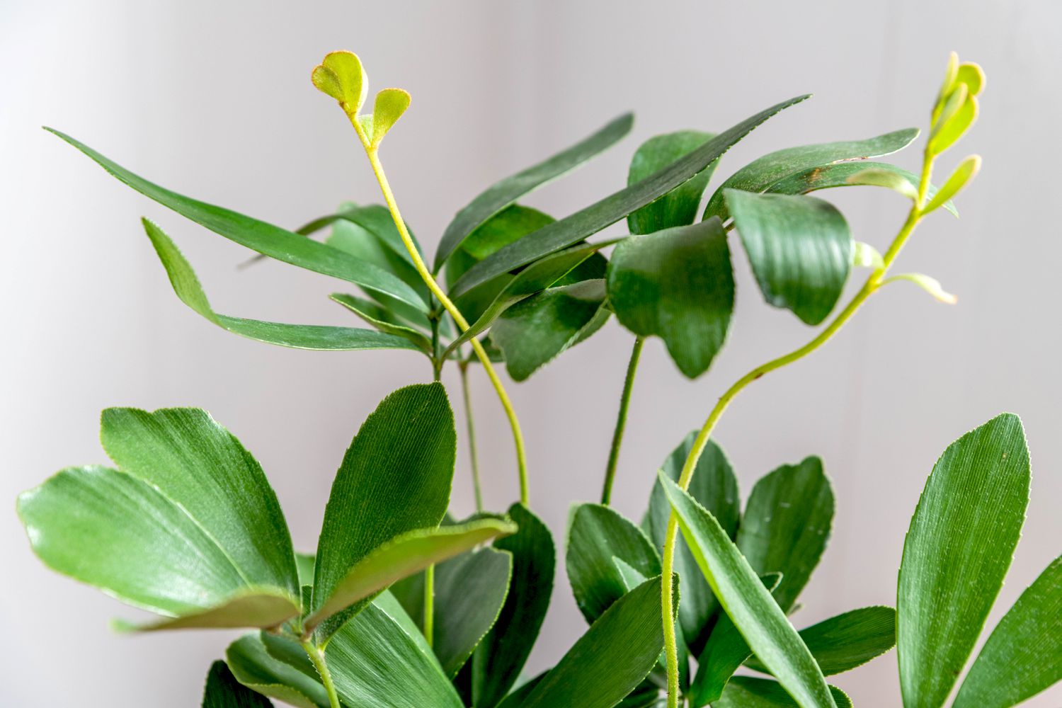 Cardboard palm fronds with pinnate leaves and new growth closeup