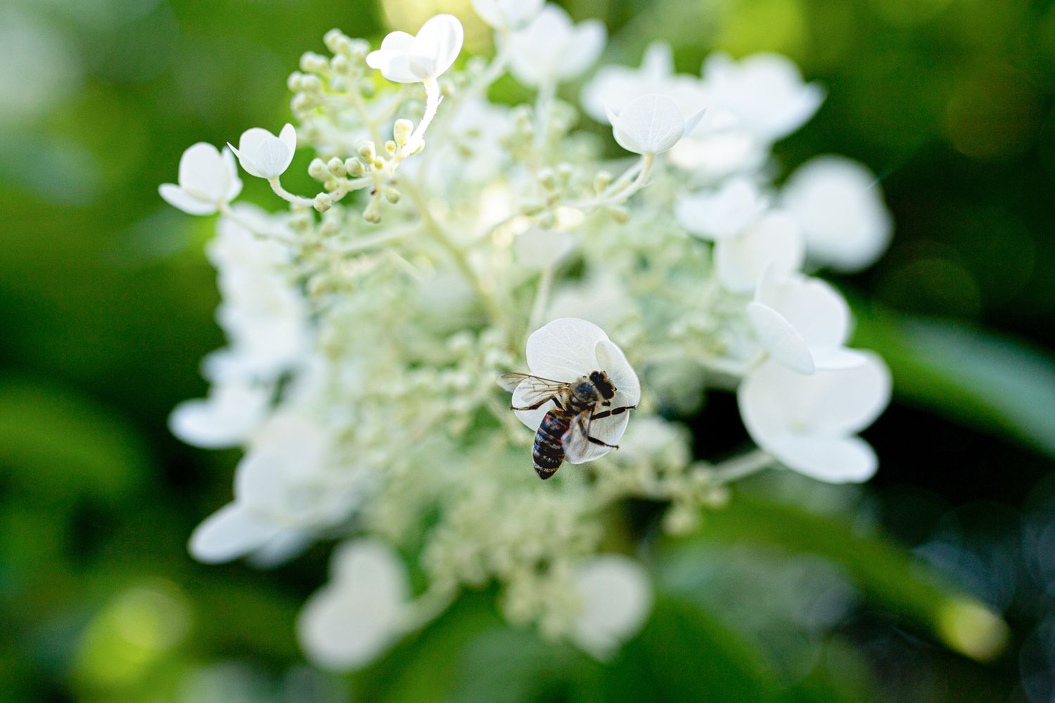 Como atrair abelhas e outros polinizadores para seu jardim