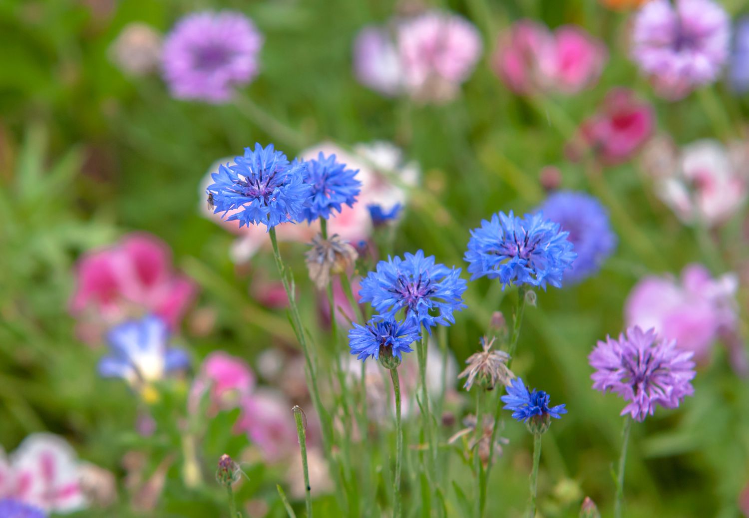 Centáureas azuis em um jardim com outras flores rosa e roxas