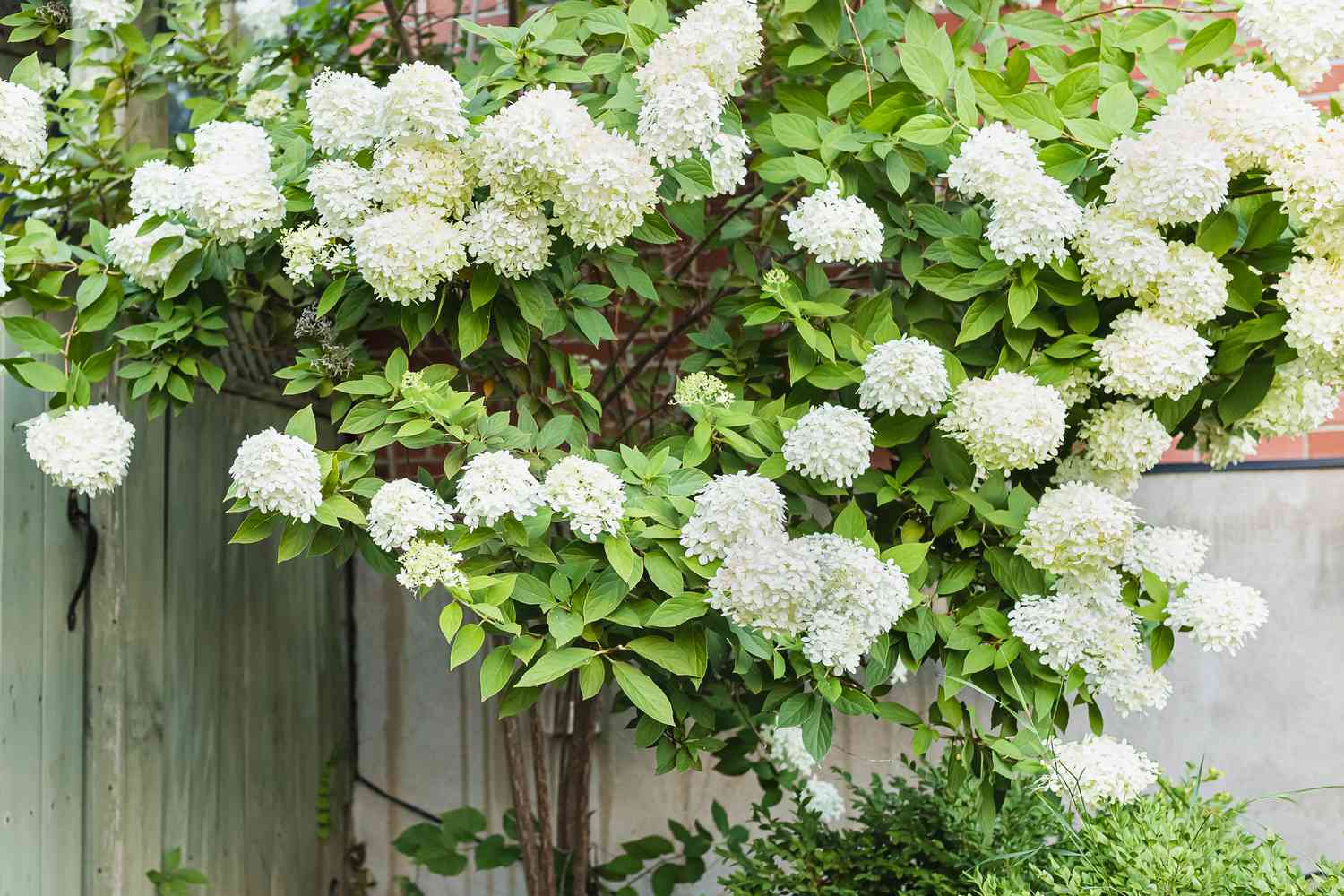 Strauch mit weißen Blüten