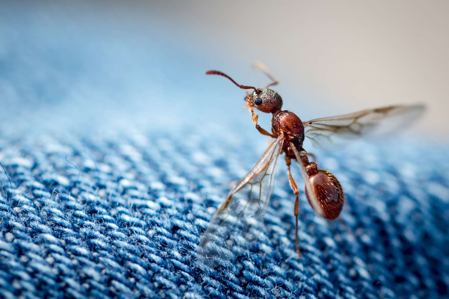 Pourquoi certaines fourmis ont-elles des ailes ?