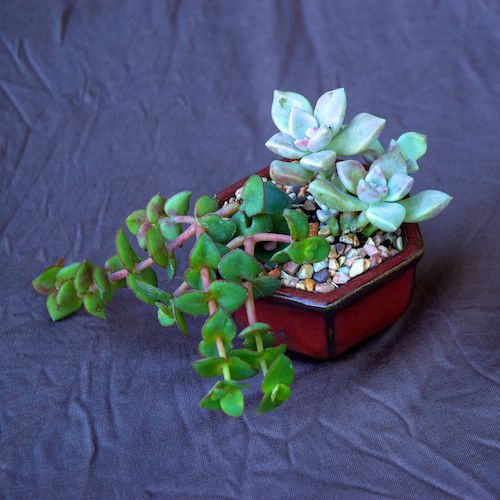 jardinería de contenedores foto de suculentas en diminuto Pot