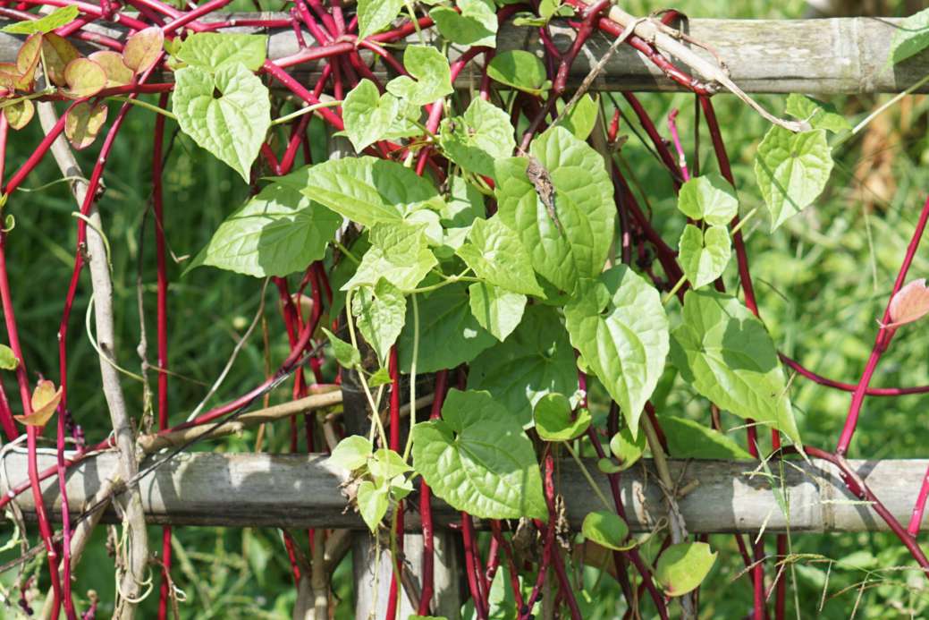 Malabar spinach with large heart-shape leaves and pink vines on wood fence