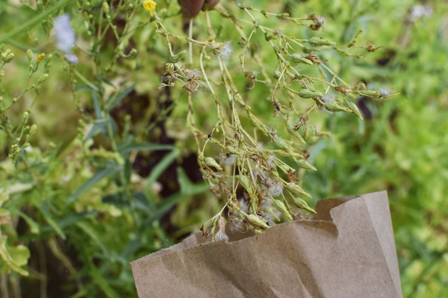 Salatblütenköpfe werden zur Samenernte in eine Papiertüte gelegt