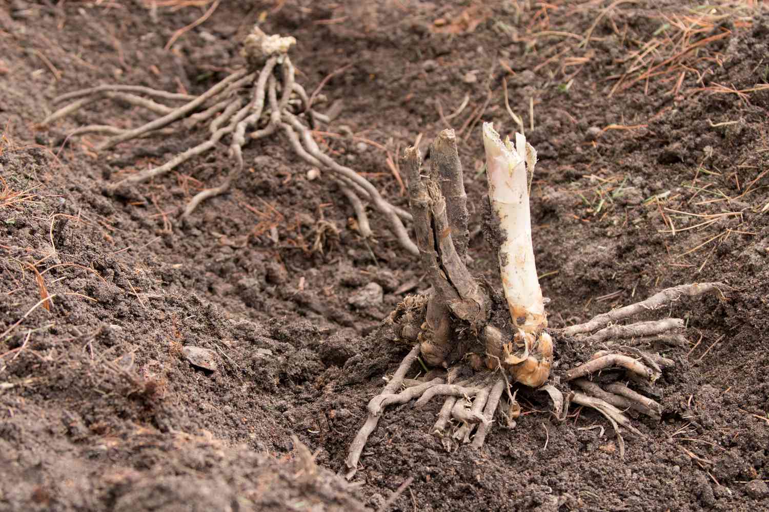 Asparagus planted apart inside soil trench