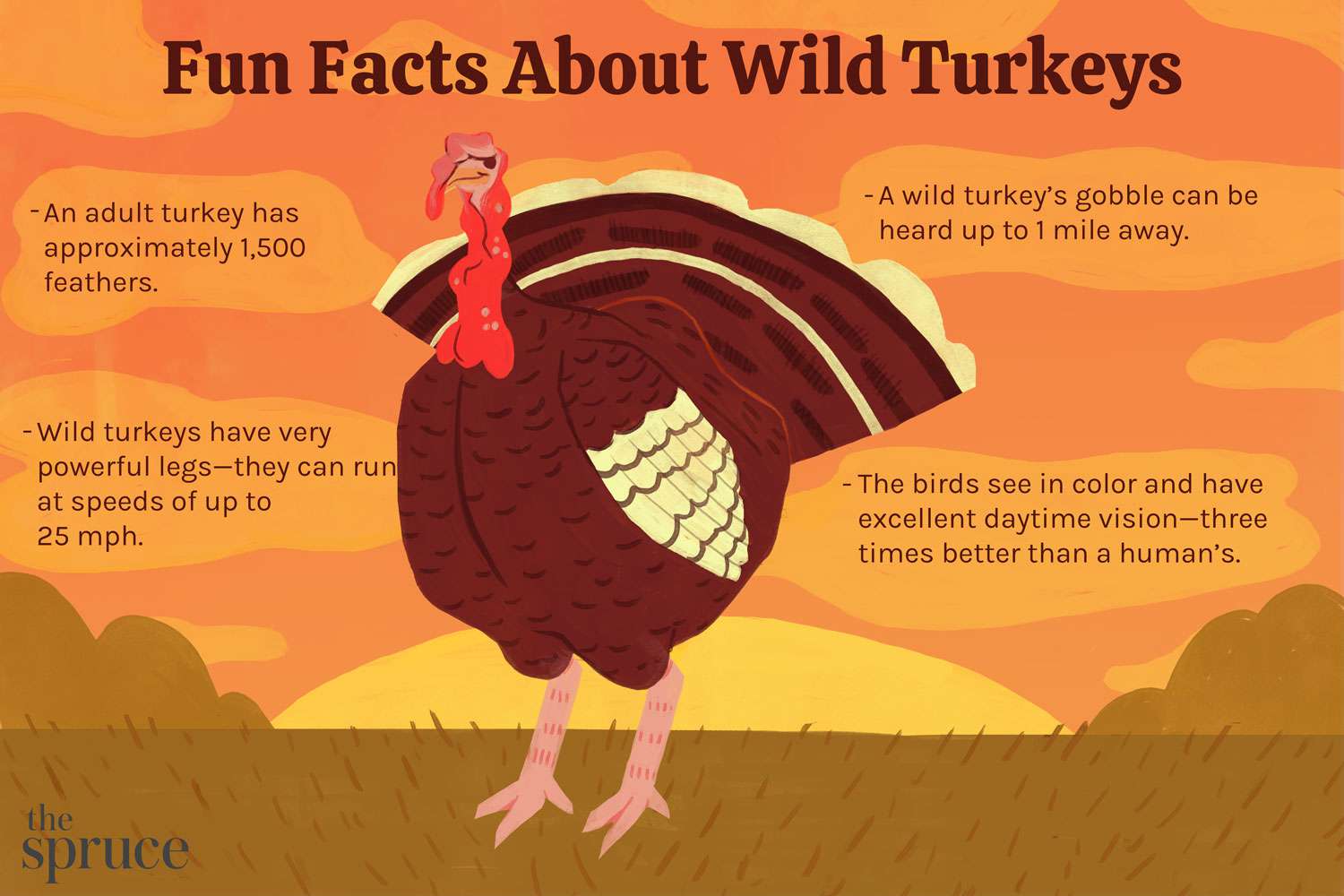 24 überraschende Fakten über Wild Turkey