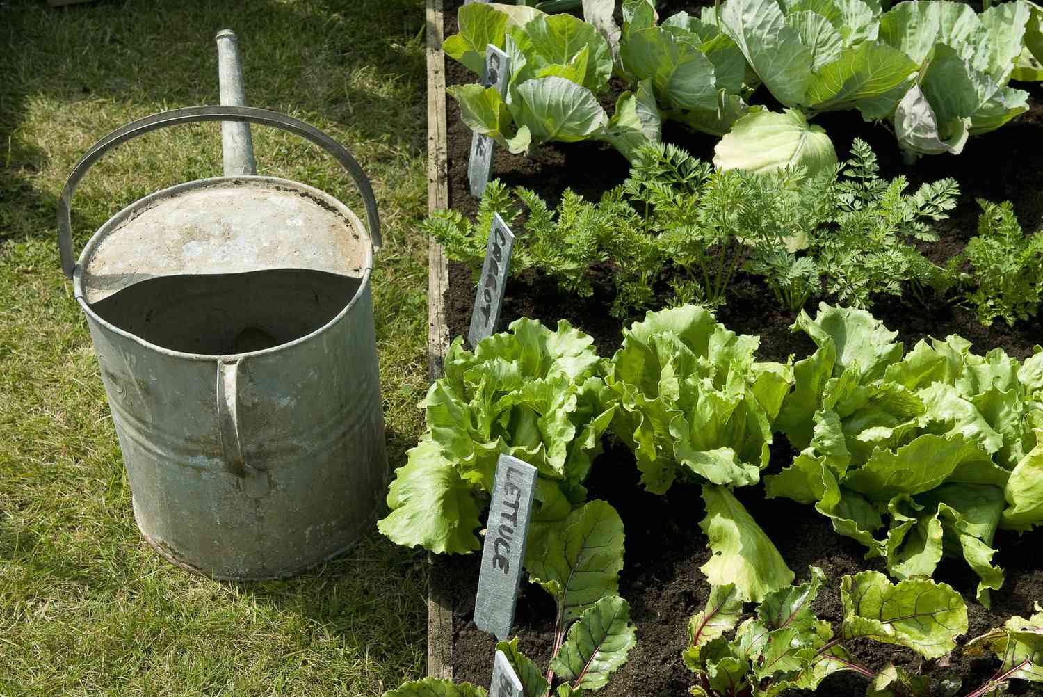 Reihen von Salat- und Karottenpflanzen im Gemüsegarten