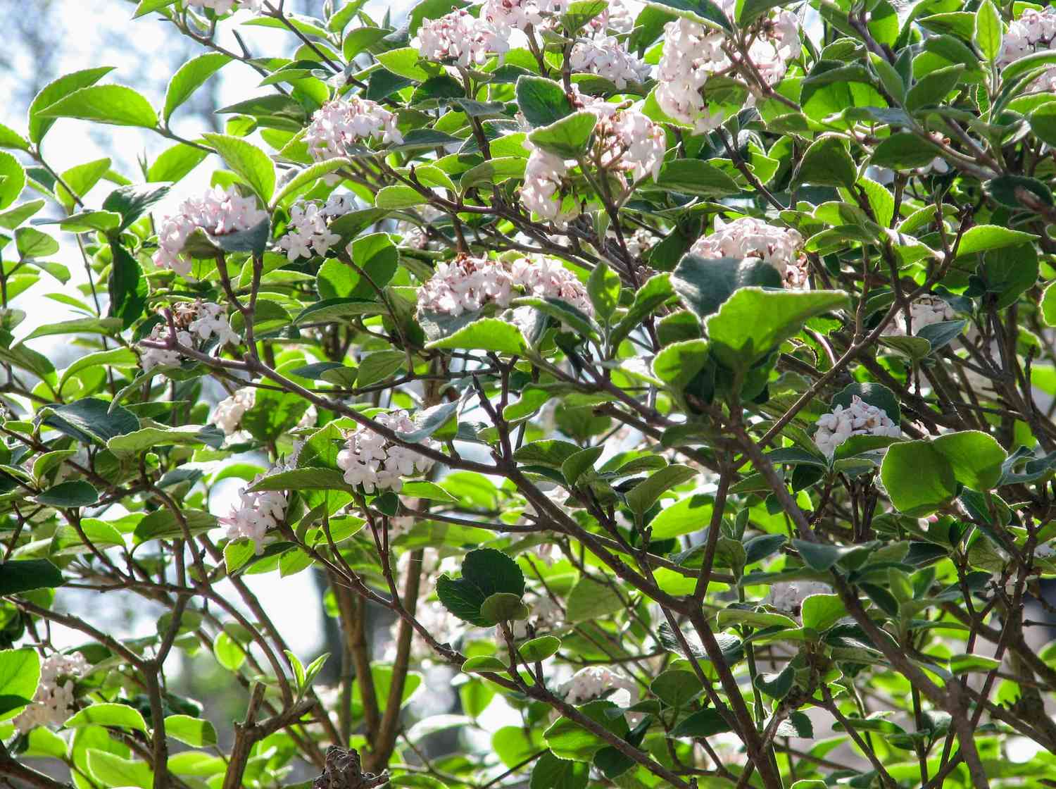 Koreanisches Gewürz Viburnum