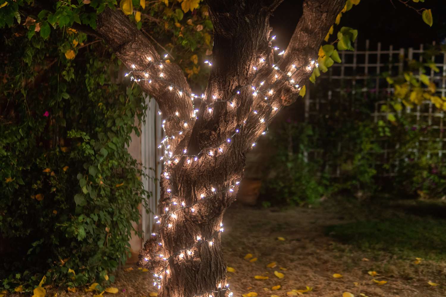 árbol envuelto en cuerdas de luces