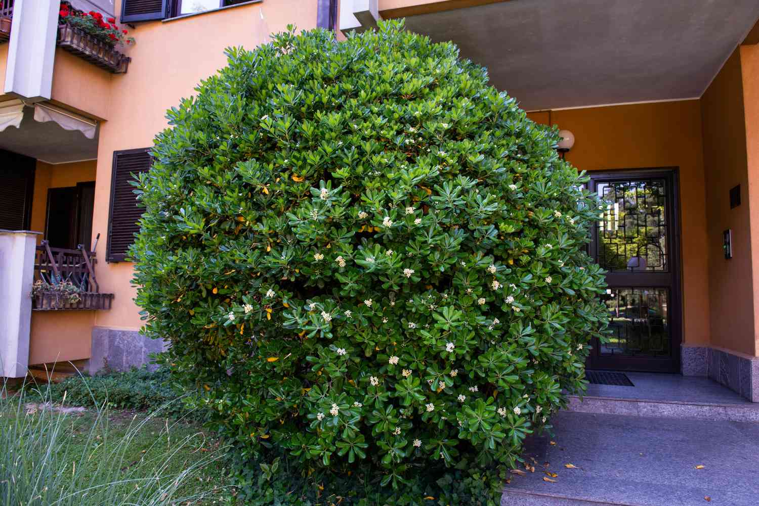 Japanischer Scheinorangenbaum in kugelförmiger Form vor orangefarbenem Gebäude beschnitten