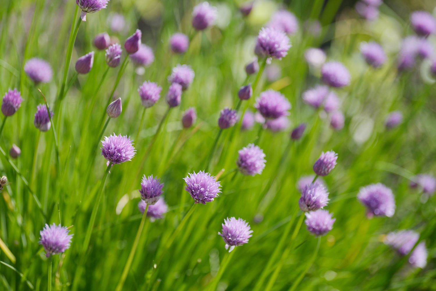 Plante de ciboulette avec fleurs et bourgeons violet clair sur tiges fines 