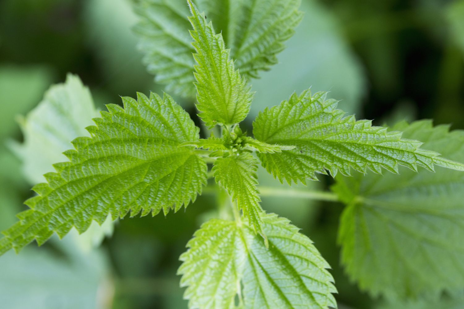 Closeup of leaves of stinging nettles.