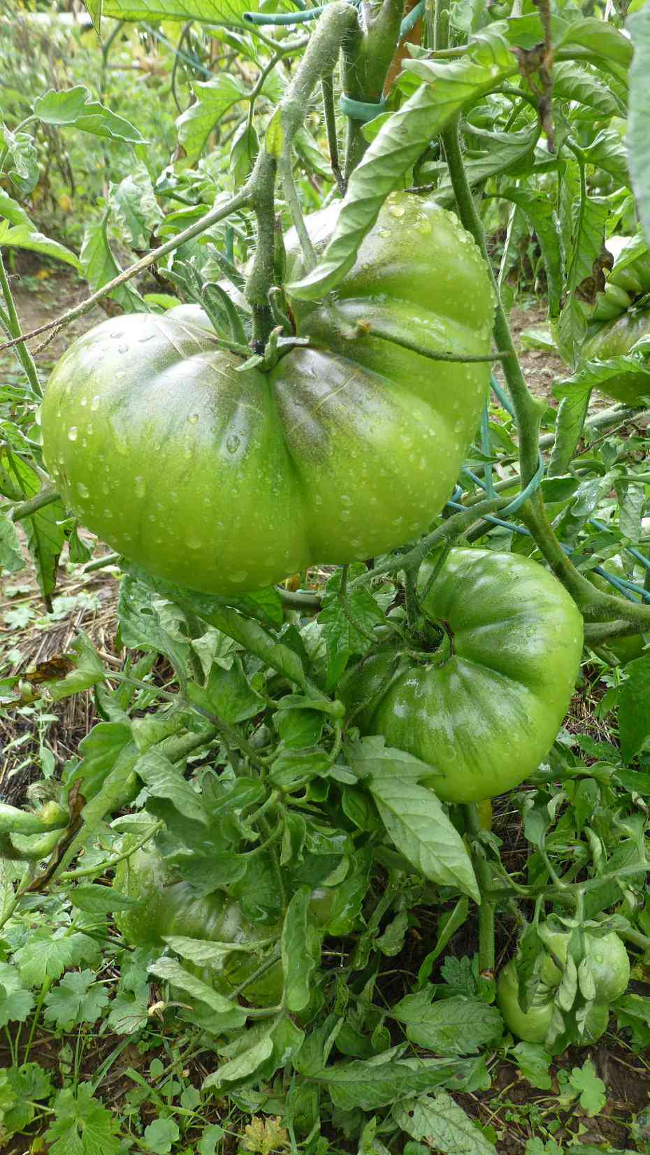 Tomate verde alemán de la tía Ruby