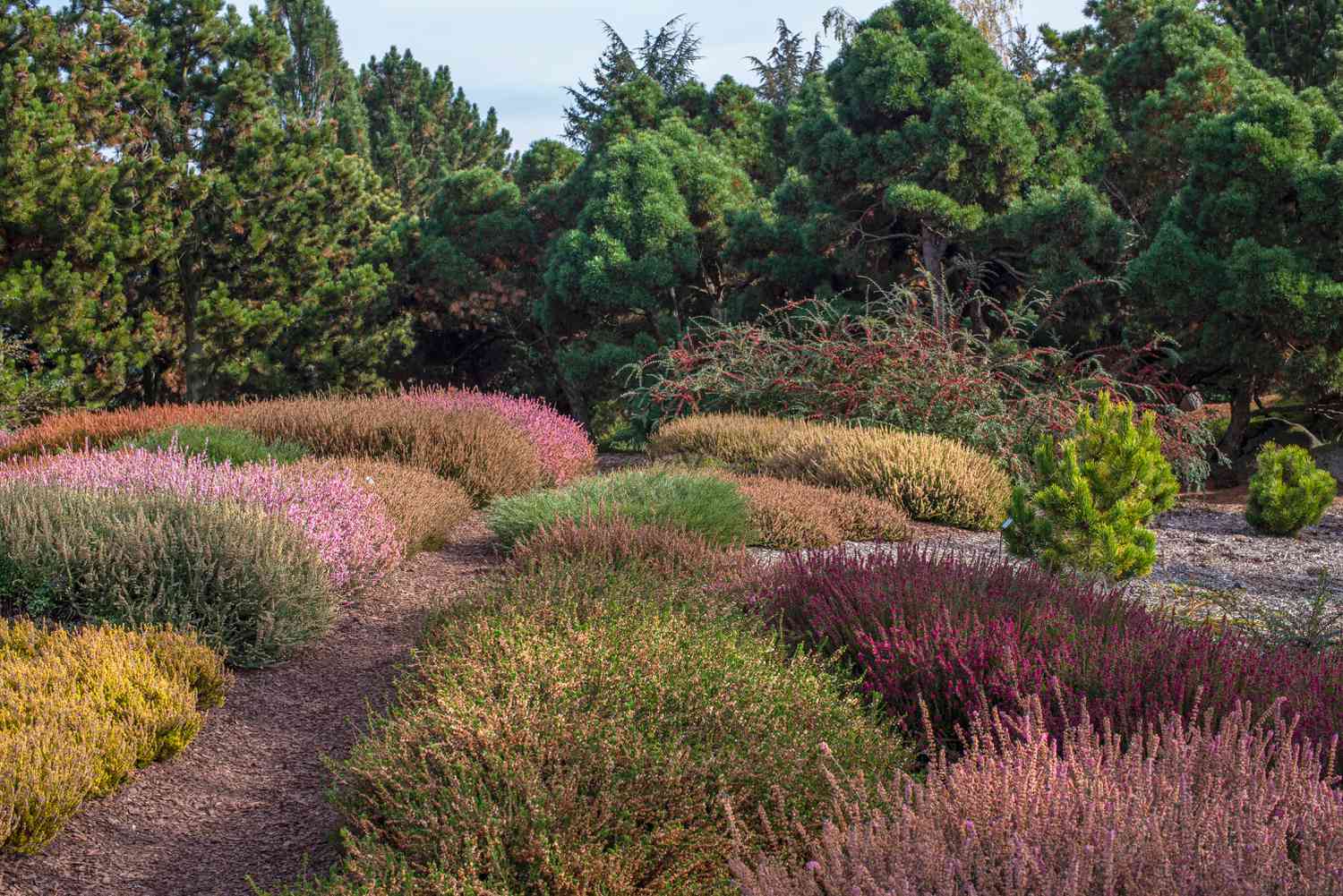 Heidekrautsträucher in verschiedenen Farben, aufgeteilt im Garten mit Bäumen im Hintergrund