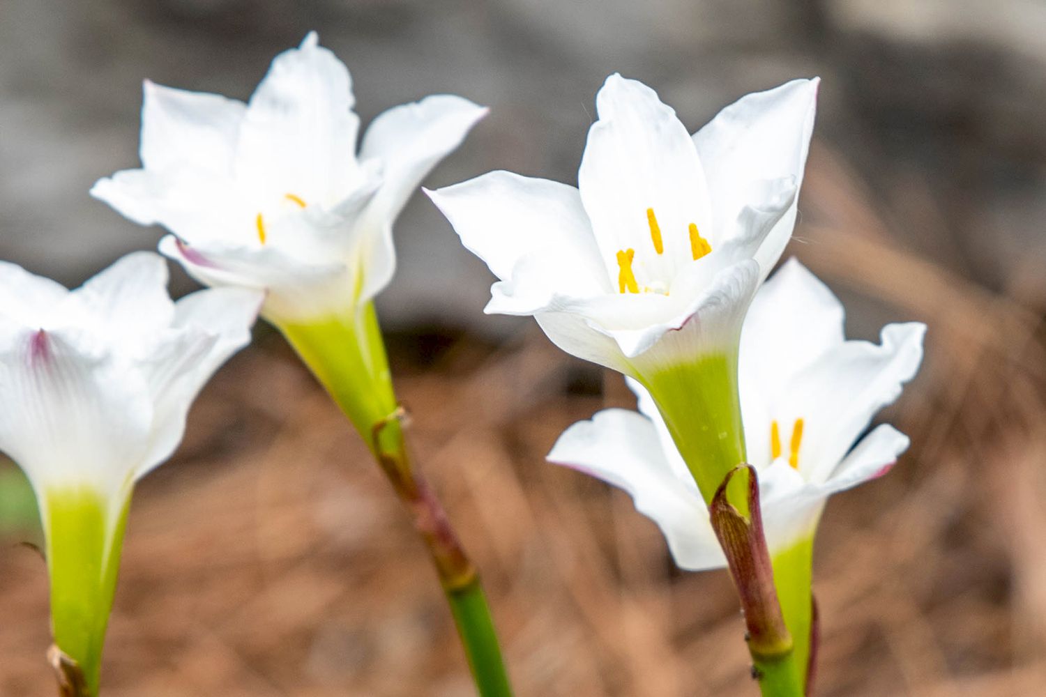 Regenlilienblüte mit aufrechten weißen Blütenblättern in Großaufnahme