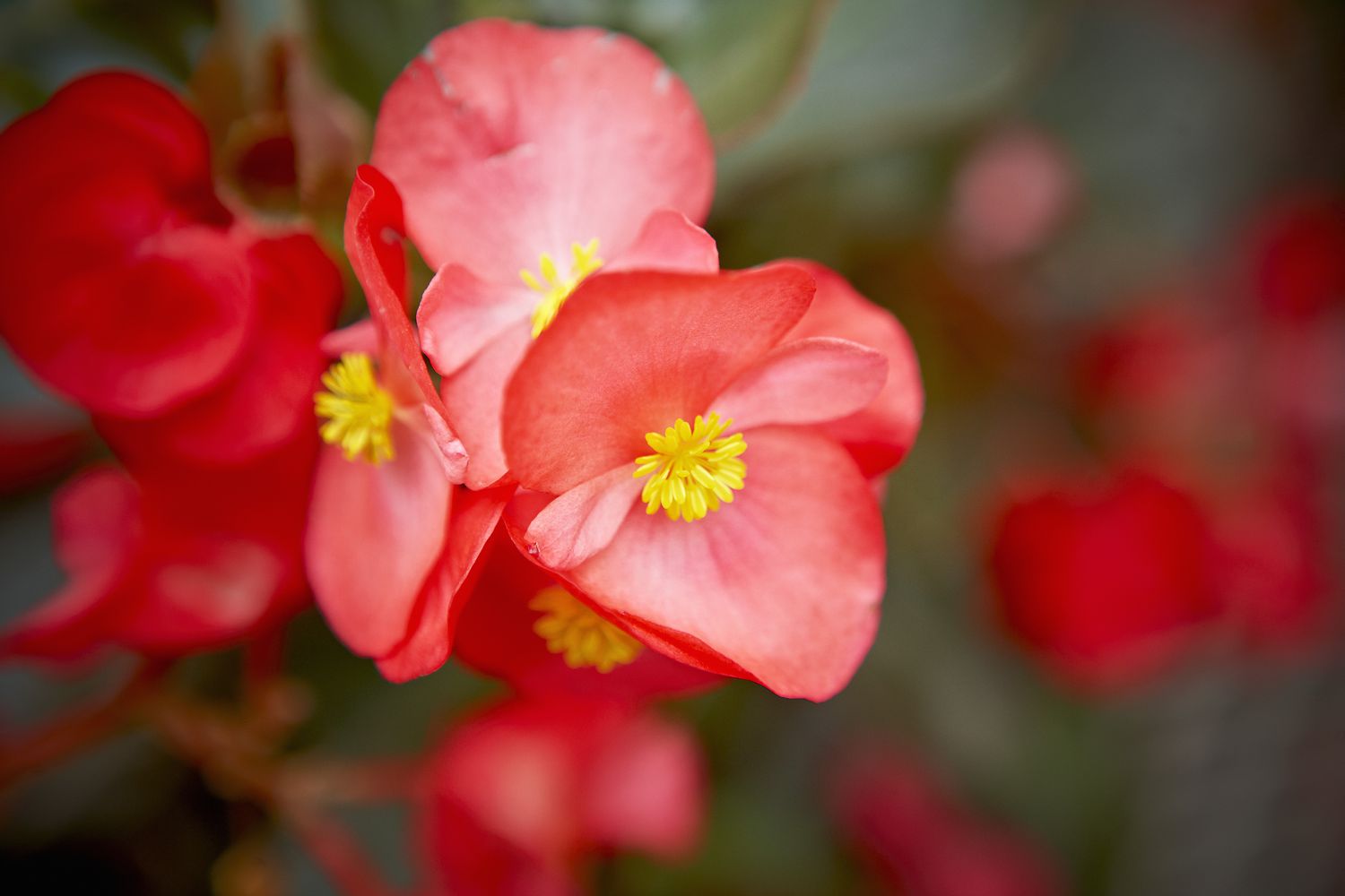 Begonia de cera abigarrada roja en flor.