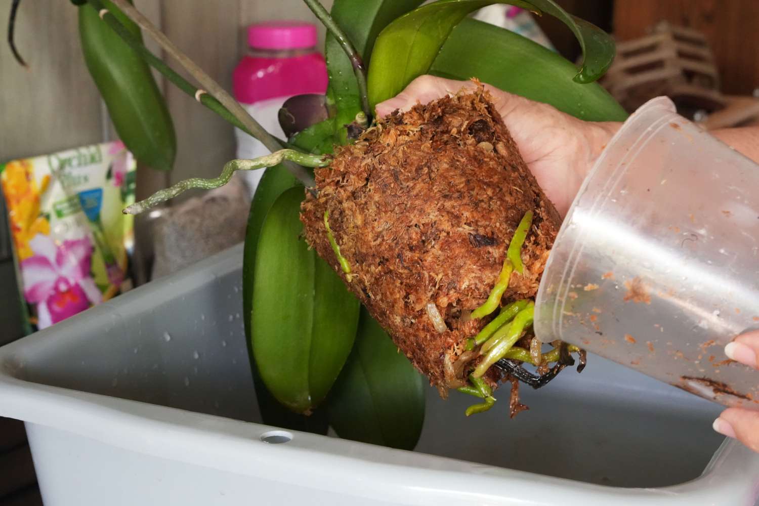 Orchidee mit Luftwurzeln aus dem Plastiktopf entfernen