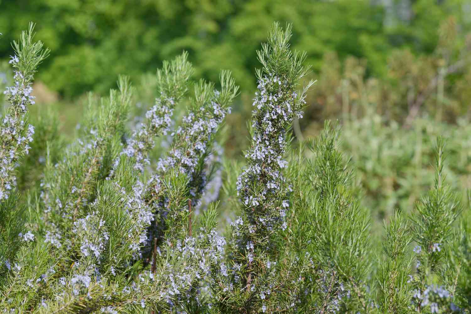 Arbustes de romarin à petites fleurs violettes et blanches