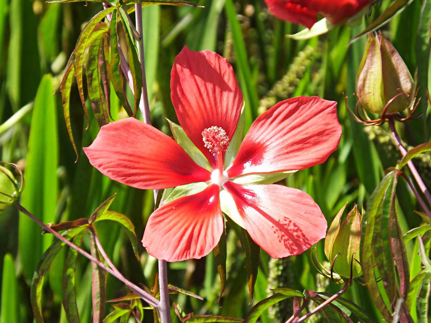 Uma flor de hibisco do pântano em close-up em uma área pantanosa