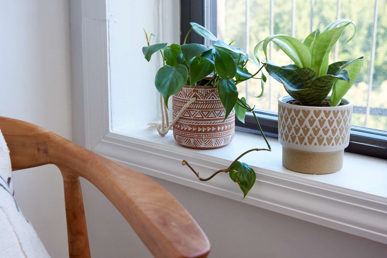 houseplants by a windowsill