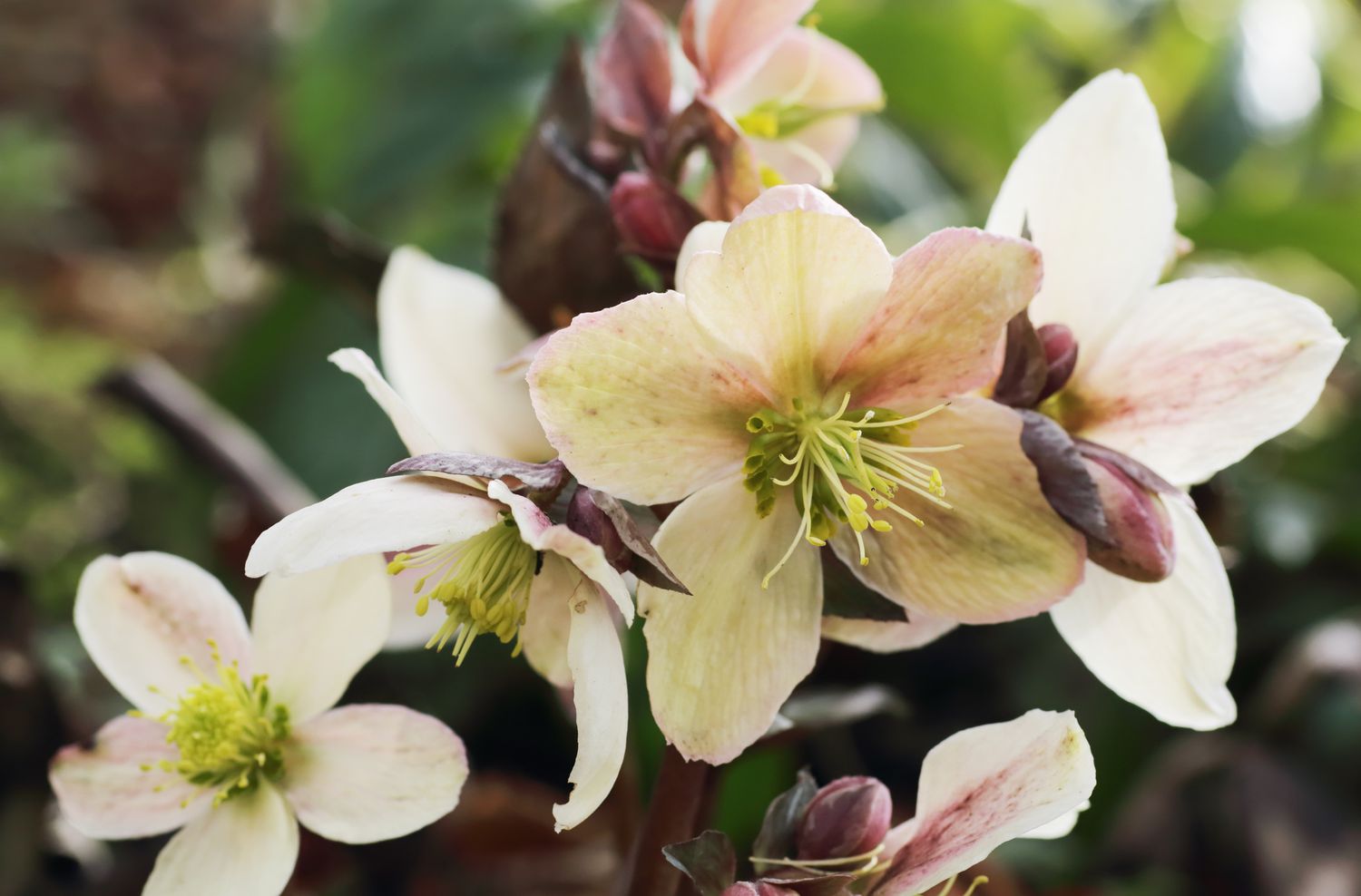 Helleborus niger