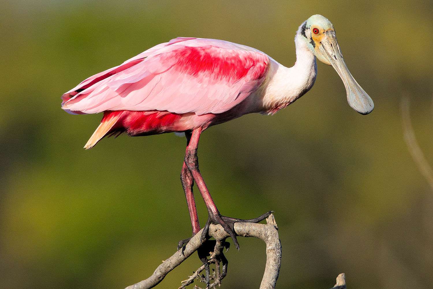 Roseate Spoonbill