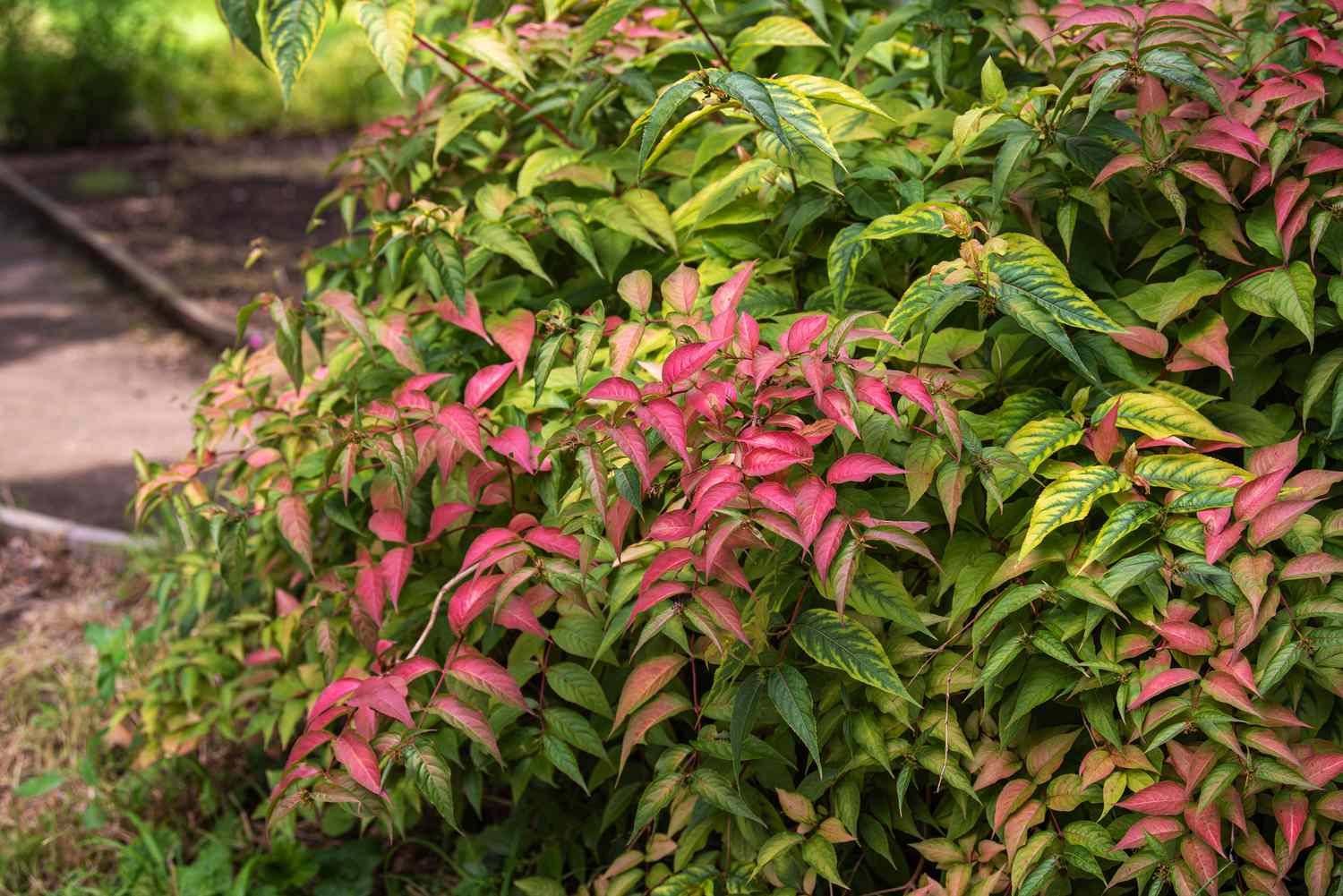 Ramas del arbusto madreselva del norte con hojas rosas, verdes y amarillas