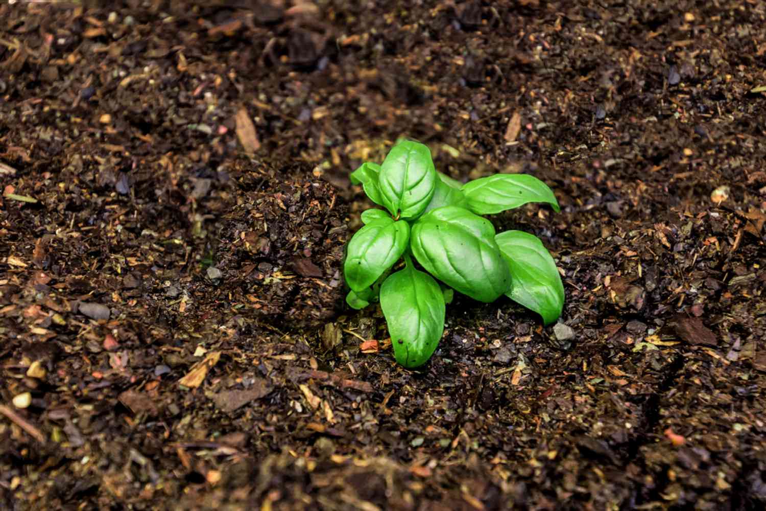 Petite plante à feuilles vert vif autour de la matière organique